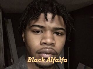 Black_Alfalfa