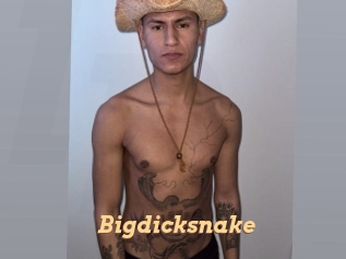 bigdicksnake Live Paradise