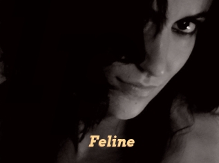 Feline Live Paradise