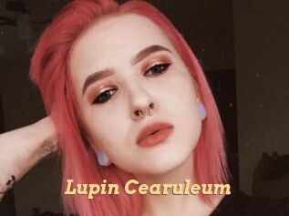 Lupin_Cearuleum