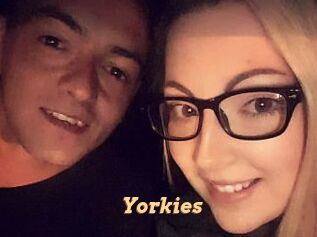 Yorkies